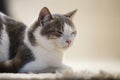 Profile portrait of young nice small cute smart white and gray domestic cat kitten with smiling expression on white copy space Royalty Free Stock Photo