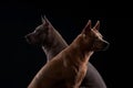 Profile portraits of two Thai Ridgeback dogs against a dark backdrop