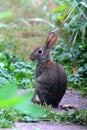 Profile Posed Bunny Rabbit Eastern Cottontail Sylvilagus floridanus Royalty Free Stock Photo