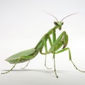 profile of praying mantis on white background