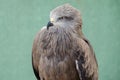 Profile of predatory bird hawk