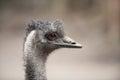 Profile of pretty emu bird Royalty Free Stock Photo