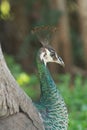 Profile of a pretty female peacock in a garden Royalty Free Stock Photo