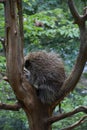 Profile of a Prickly Porcupine Up in a Tree