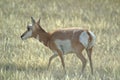 Profile of a Pronghorn Antelope Doe Royalty Free Stock Photo