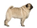 Profile of Pug, standing and looking up Royalty Free Stock Photo