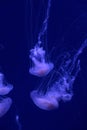 Purple jellyfish in tank