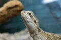 A profile of a rankin`s dragon lizard Royalty Free Stock Photo