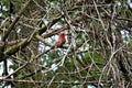 Profile of red cardinal in leafless thicket Royalty Free Stock Photo