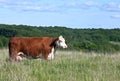 Profile of red polled hereford cow Royalty Free Stock Photo