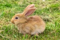 Profile of red rabbit Royalty Free Stock Photo