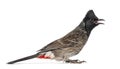 Profile of a Red-vented bulbul, Pycnonotus cafer, isolated on wh