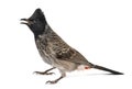 Profile of a Red-vented bulbul, Pycnonotus cafer