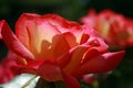 Profile of red and yellow rose with sun shining through petals Royalty Free Stock Photo