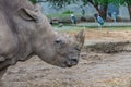 Profile of Rhino head Royalty Free Stock Photo