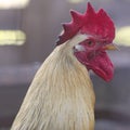 Profile of a rooster rustic vintage background Royalty Free Stock Photo