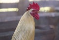 Profile of a rooster rustic vintage background Royalty Free Stock Photo
