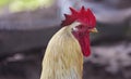 Profile of a rooster rustic vintage background Royalty Free Stock Photo