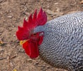 Profile of a rooster from a Texas farm.