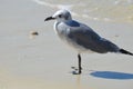 Profile of a Seagull Standing on a Beach Royalty Free Stock Photo
