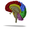 Profile / section of a human brain Royalty Free Stock Photo