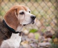 Profile of senior beagle dog looking forward in front of fence