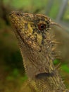 Profile shot of a bearded dragon (Pogona)