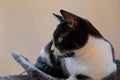 Profile shot of a black-and-white fluffy cat on the scratching post Royalty Free Stock Photo