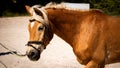 Profile shot of a brown Haflinger horse with badle