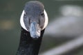 A profile shot of a Canadian goose