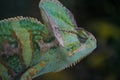 Chameleon Profile with eyes looking forward Royalty Free Stock Photo