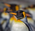 Profile shot of colorful King Penguin with blurry background