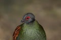 Female Crested Wood Partridge