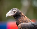 Profile shot of the head of an Australian Wedge Tailed eagle