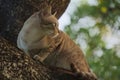 A profile shot of a lovely, young, stray, homeless brown, tan and white cat up in a Thai park tree.