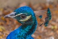 Profile shot of a Peacock's head