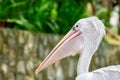 Profile shot of a Pink-backed pelican in the blurred background Royalty Free Stock Photo