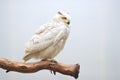 profile shot of a snowy owl sitting on a snow-covered branch Royalty Free Stock Photo