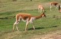 Profile shot of vicuna Royalty Free Stock Photo