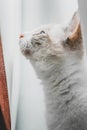 Profile of a siamese point lynx cat looking up in the white curtains