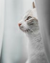 Profile of a siamese point lynx cat in the white curtains