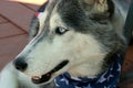 Profile of Siberian Husky Dog with Blue Eyes Royalty Free Stock Photo