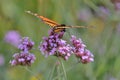 Profile of single monarch butterfly on verbena stalks