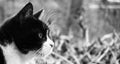 Profile Of A Small Old Cat With Black And White Coat In Front Of A Blurred Background With A Lot Of Free Space.