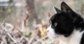 Profile Of A Small Old Cat With Black And White Coat In Front Of
