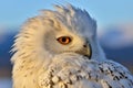 profile of a snowy owl with dusky mountains as a backdrop Royalty Free Stock Photo