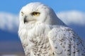 profile of a snowy owl with dusky mountains as a backdrop Royalty Free Stock Photo