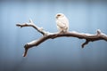 profile of snowy owl on an isolated silhouetted branch Royalty Free Stock Photo