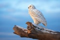 profile of snowy owl on oak limb at dawn Royalty Free Stock Photo