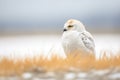 profile of a snowy owl on snow ground Royalty Free Stock Photo